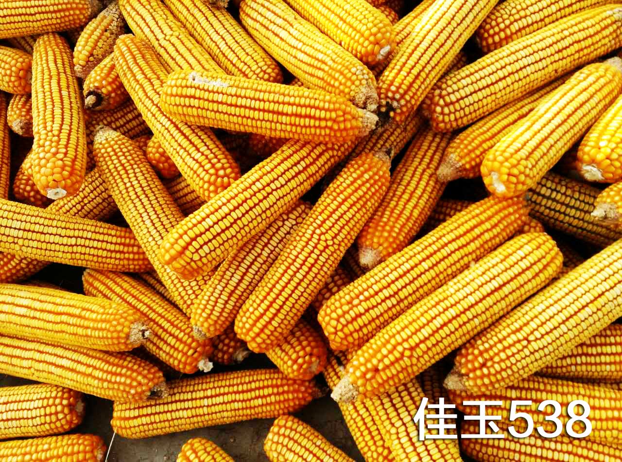 佳玉538