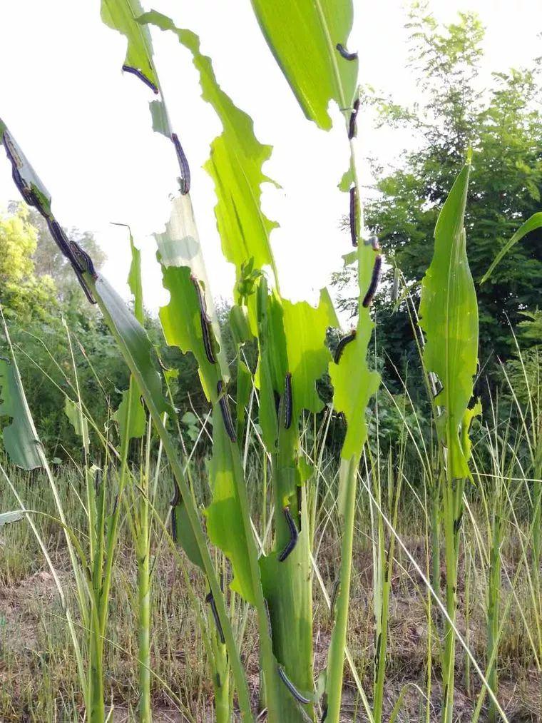 玉米粘虫大幅度危害玉米