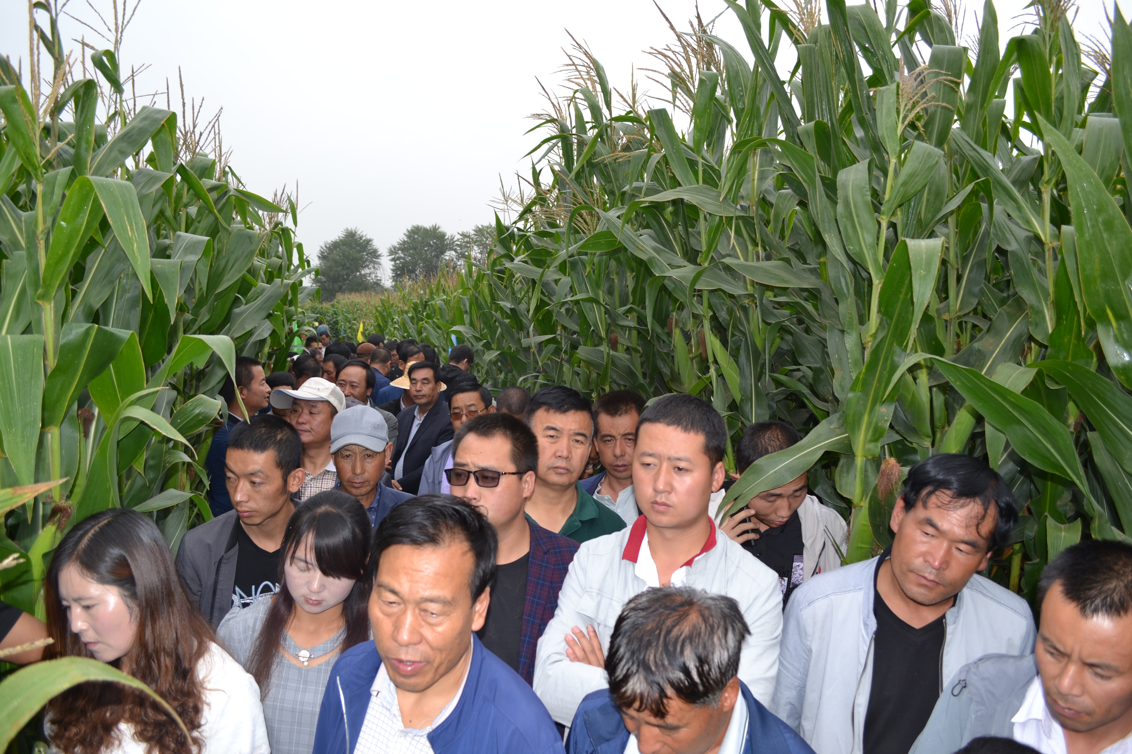 青贮玉米品种铁研53在青海表现突出 青贮玉米品种铁研53在青海表现突出