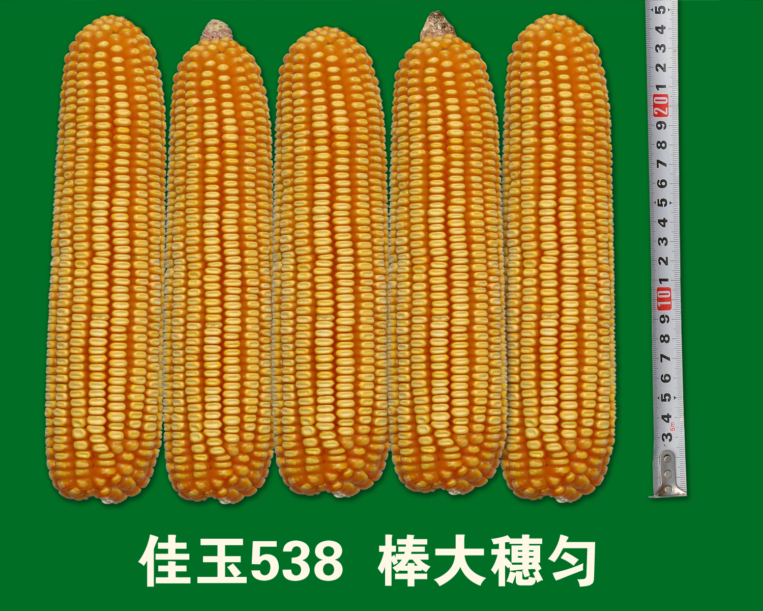 玉米果穗 玉米果穗